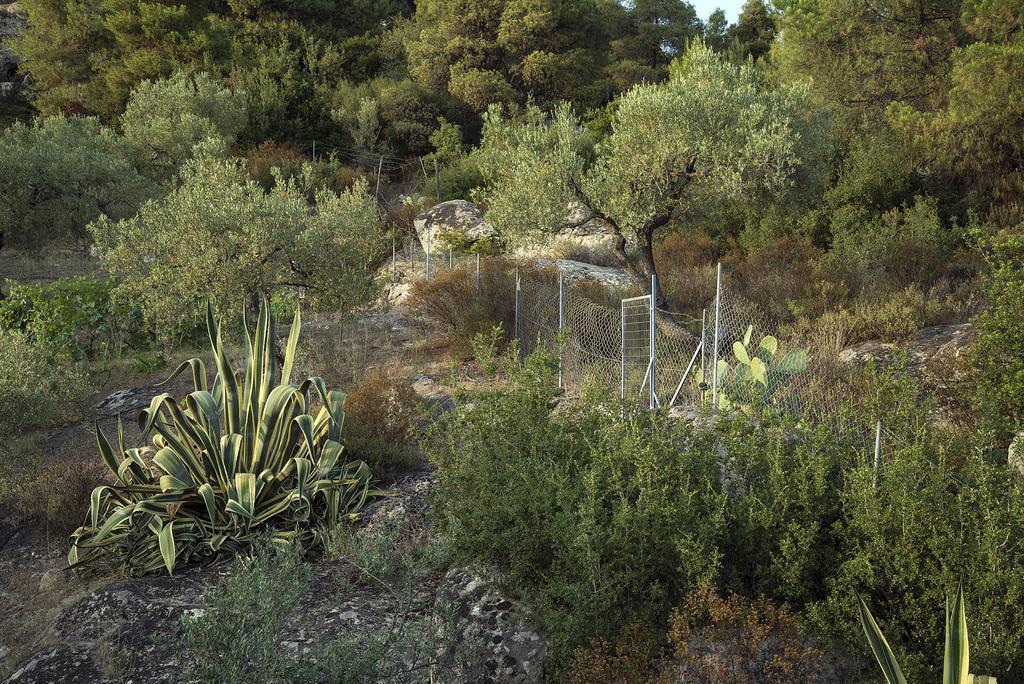 Spathies Kalogria (Sithonia)